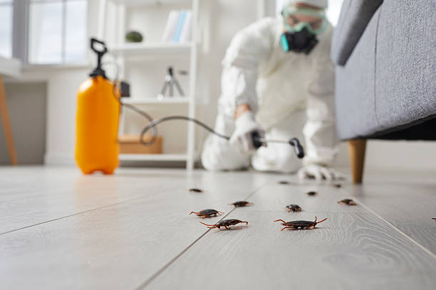 Affordable Termite Control solutions in Bluewell, WV